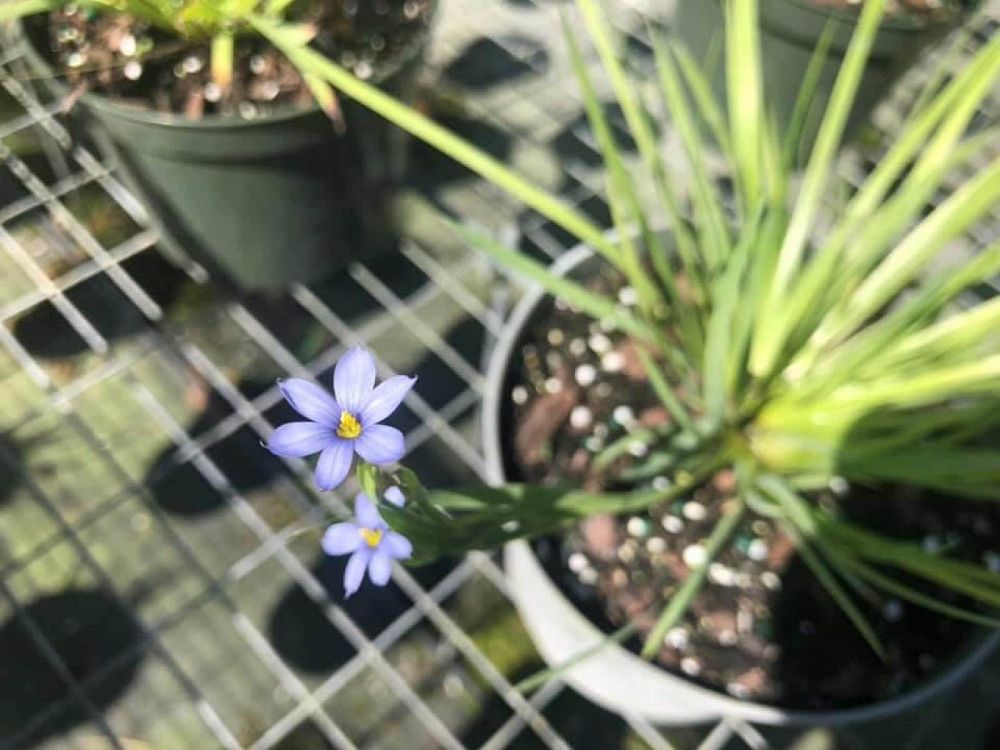sisyrinchium-bellum-blue-eyed-grass