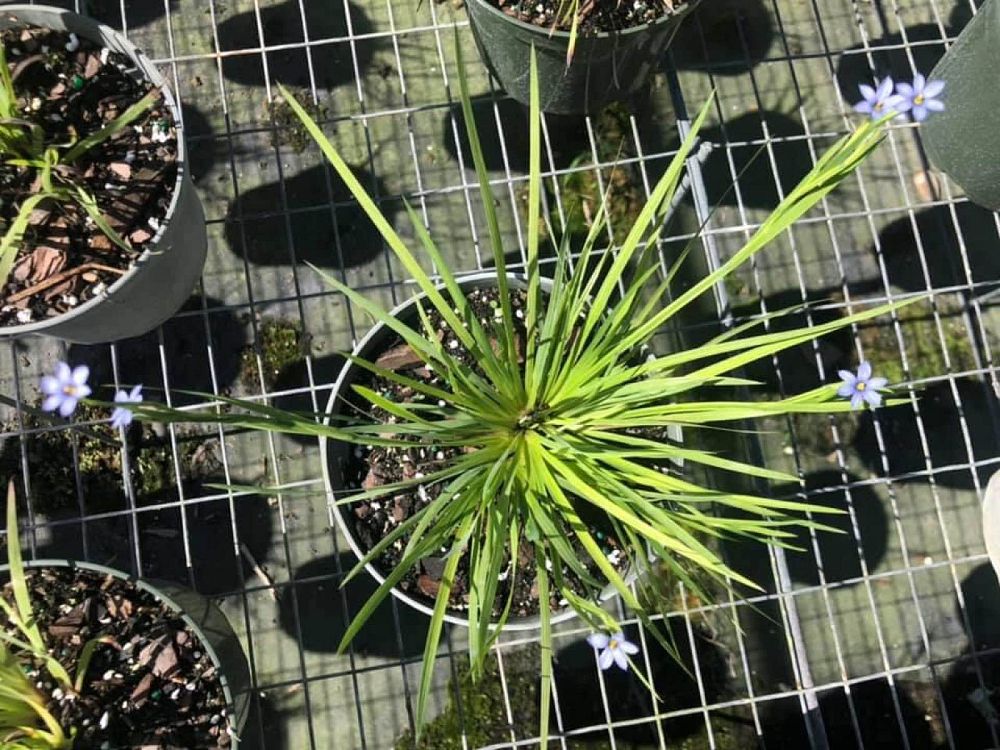 sisyrinchium-bellum-blue-eyed-grass