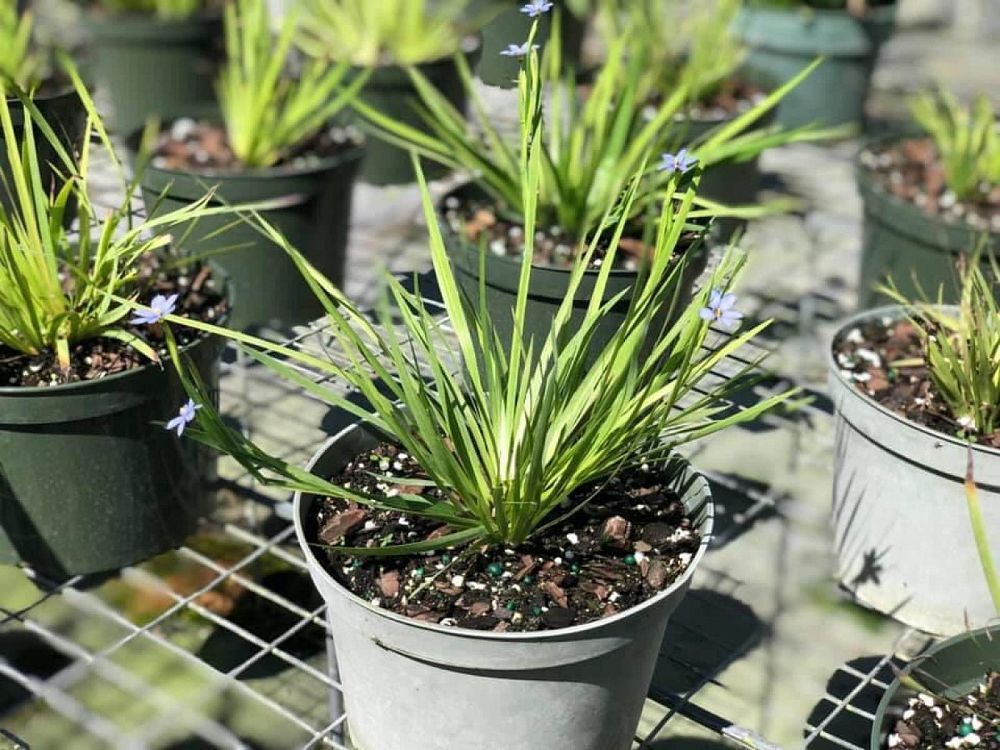 sisyrinchium-bellum-blue-eyed-grass