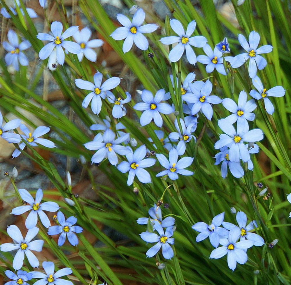 sisyrinchium-blue-eyed-grass