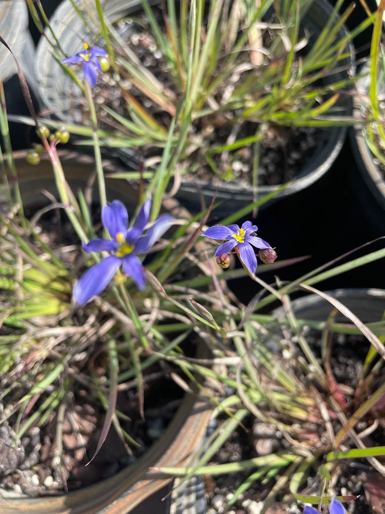 sisyrinchium-blue-eyed-grass