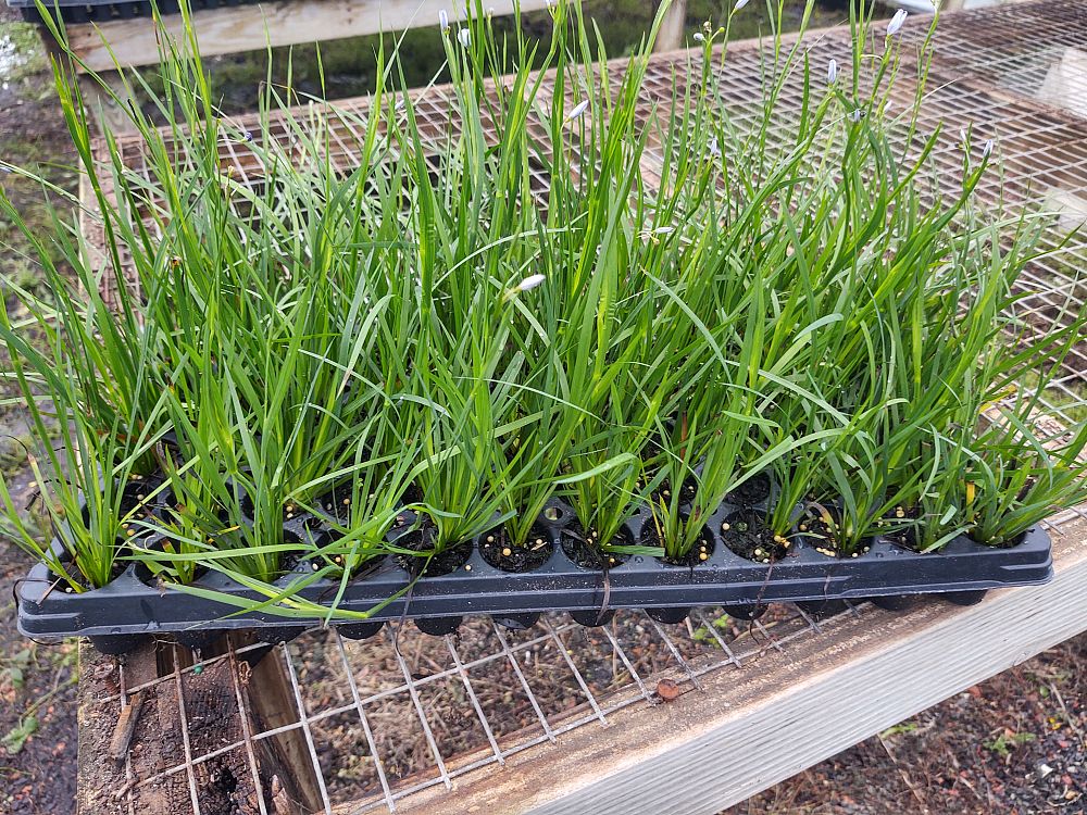 sisyrinchium-blue-eyed-grass