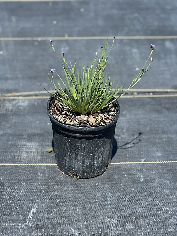 sisyrinchium-blue-eyed-grass