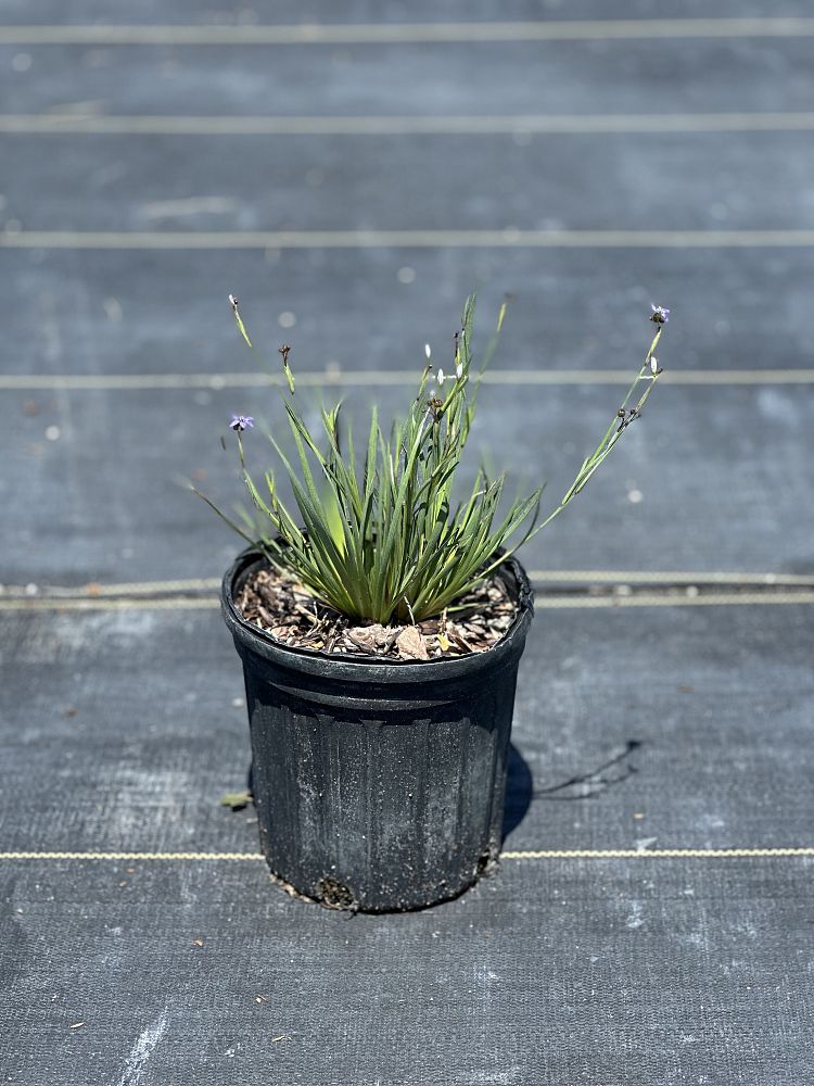 sisyrinchium-blue-eyed-grass