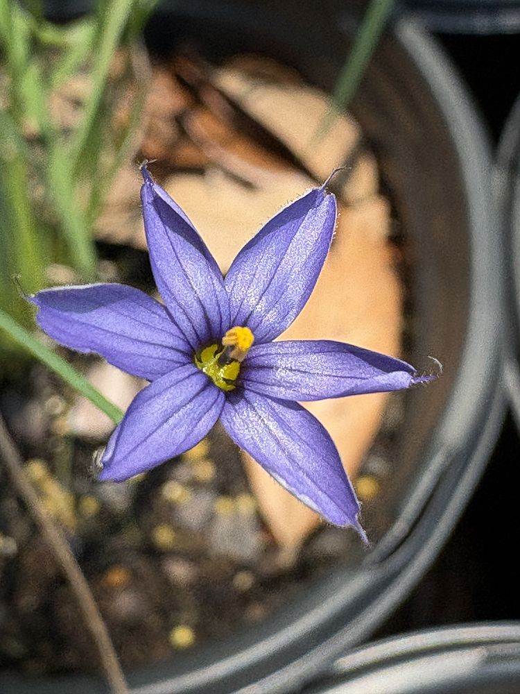 sisyrinchium-blue-eyed-grass