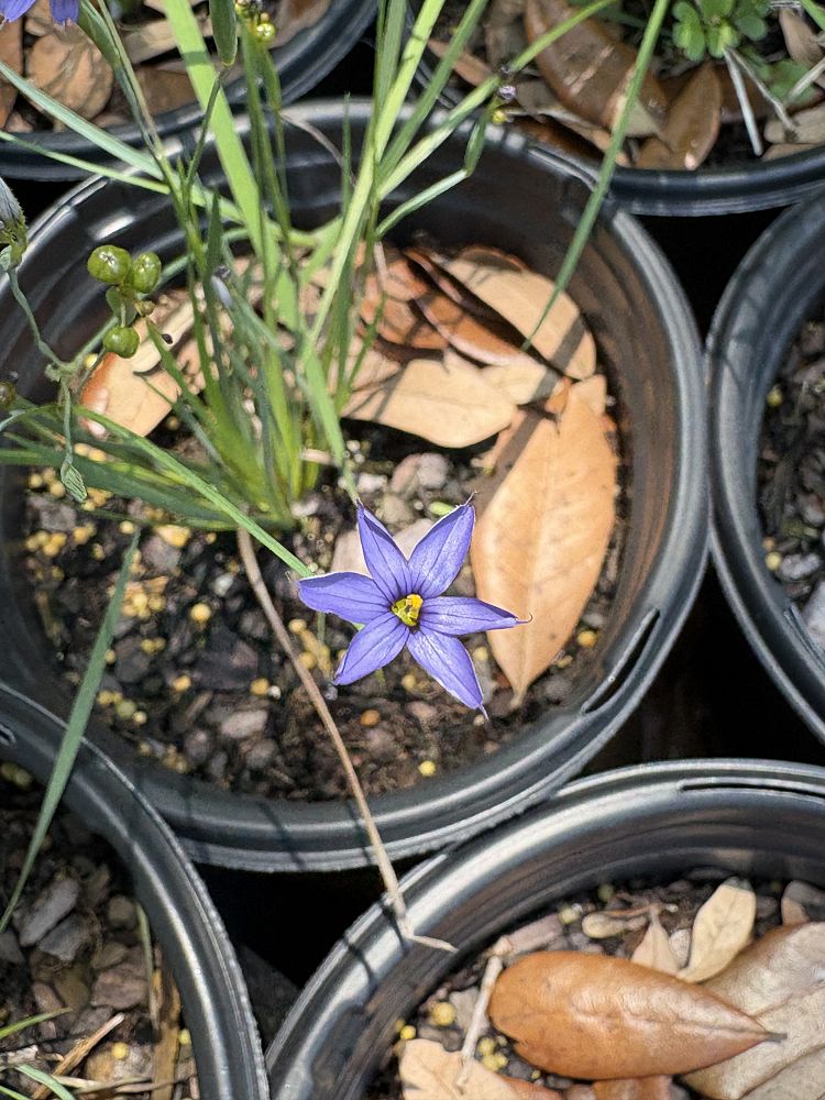 sisyrinchium-blue-eyed-grass