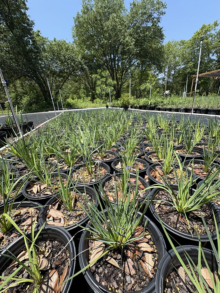sisyrinchium-blue-eyed-grass