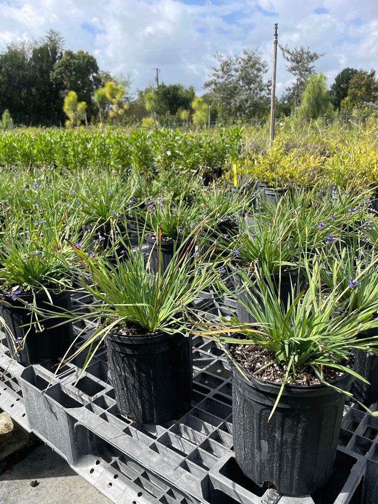sisyrinchium-rosulatum-annual-blue-eyed-grass