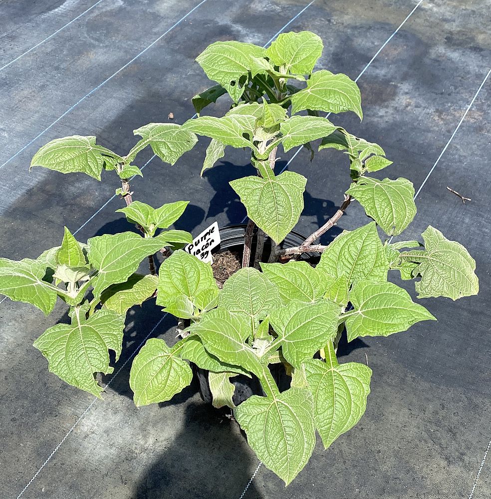 smallanthus-sonchifolius-yacon-yakon-peruvian-ground-apple