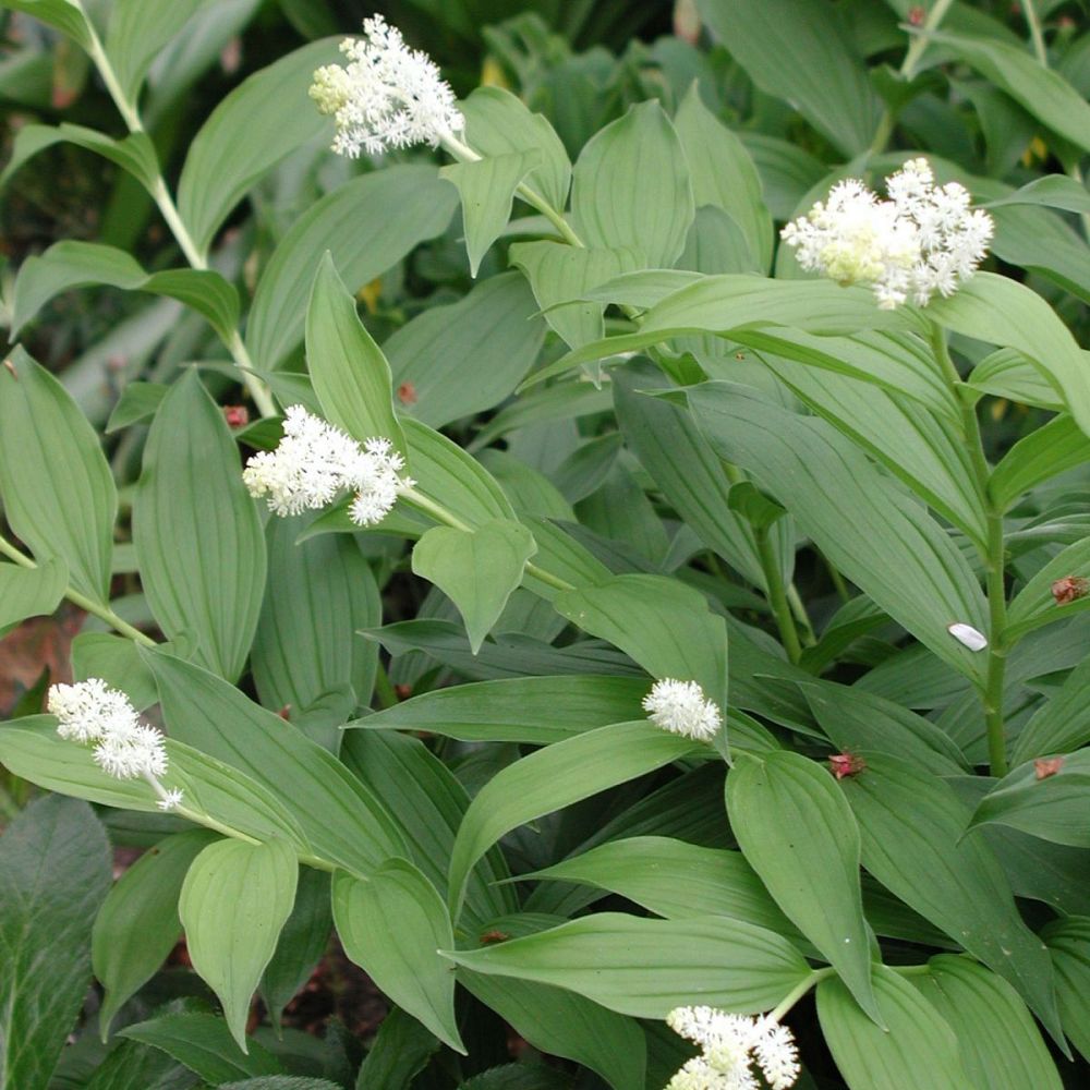 smilacina-racemosa-false-solomon-s-seal