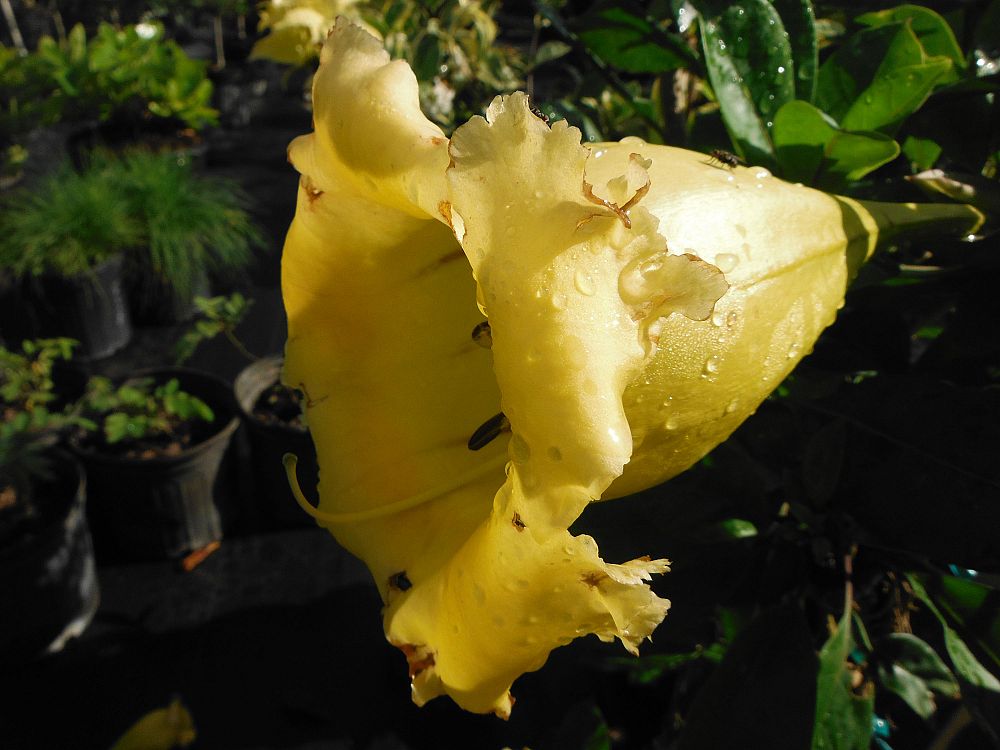 solandra-grandiflora