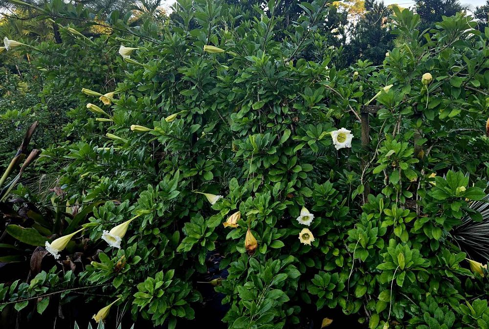 solandra-guttata-cup-of-gold-vine