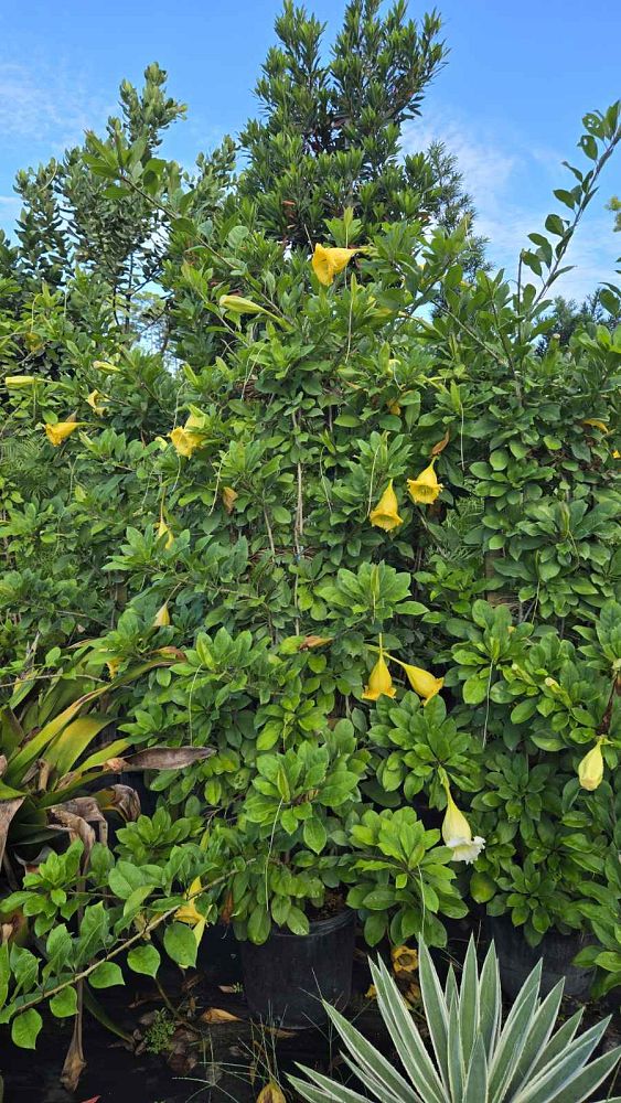 solandra-guttata-cup-of-gold-vine