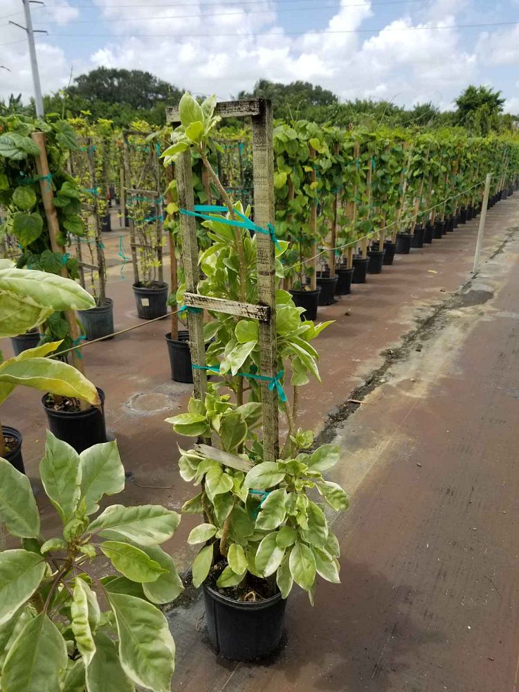 solandra-longiflora-variegata-variegated-chalice-vine