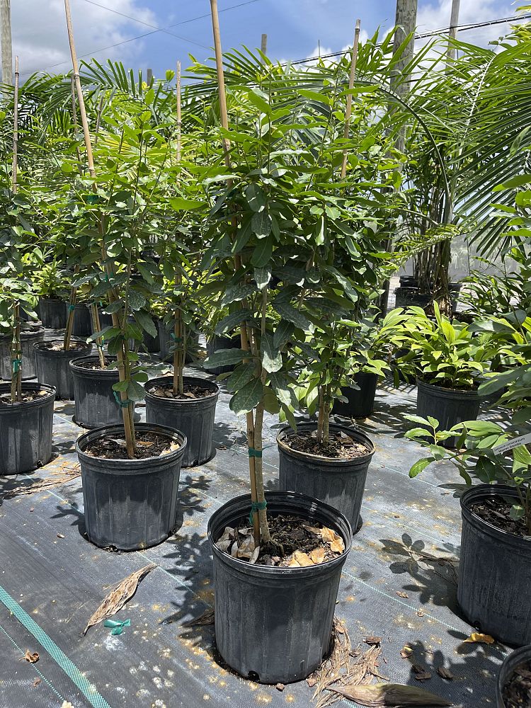 solanum-conocarpum-marron-bacoba