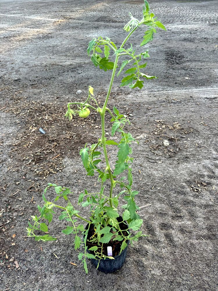 solanum-lycopersicum-garden-tomato