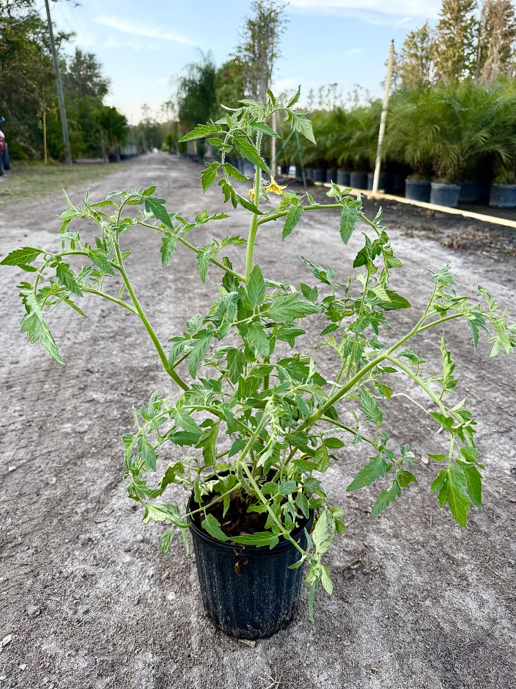 solanum-lycopersicum-garden-tomato