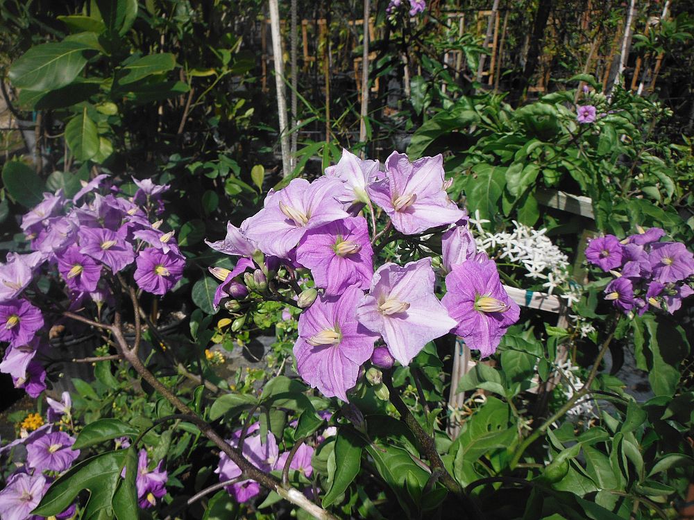 solanum-seaforthianum