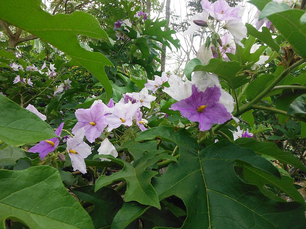 solanum-wrightii-solanum-macranthum-blue-potato-tree