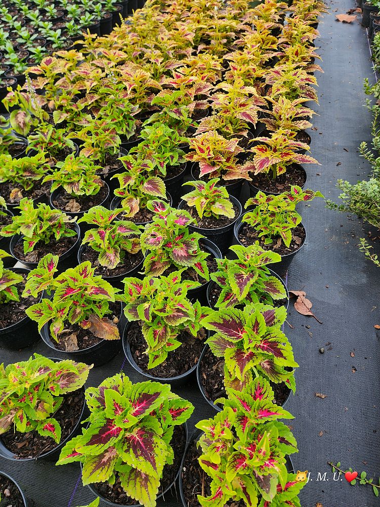solenostemon-coleus