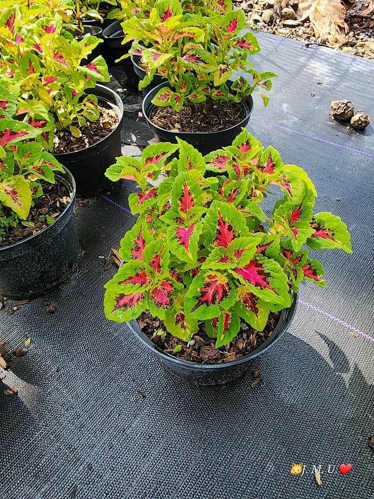 solenostemon-coleus