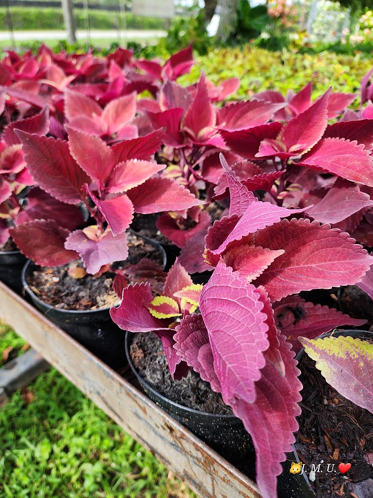 solenostemon-coleus