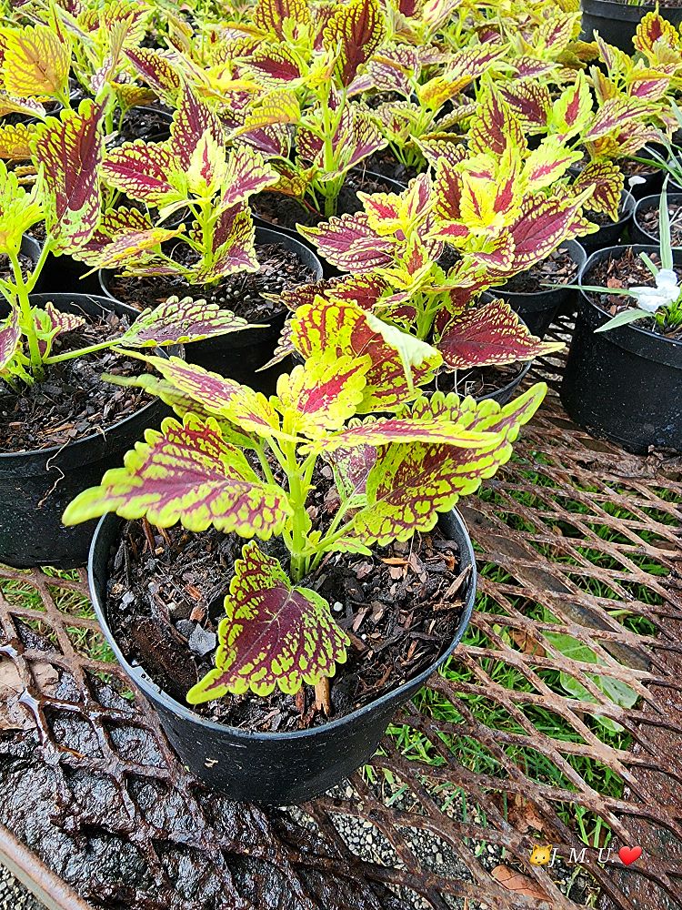 solenostemon-coleus