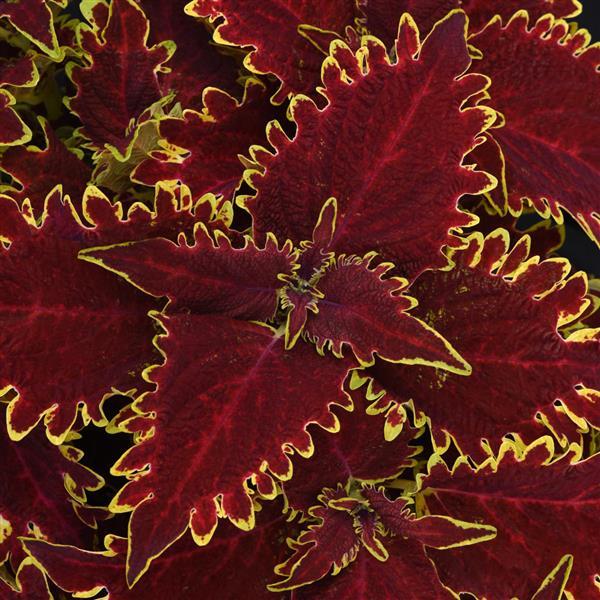 solenostemon-coleus