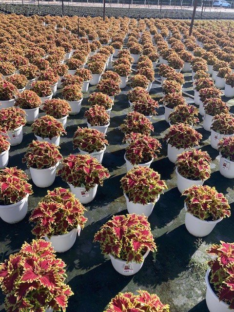 solenostemon-coleus