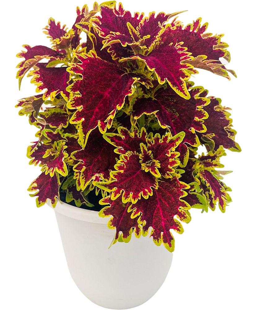 solenostemon-coleus