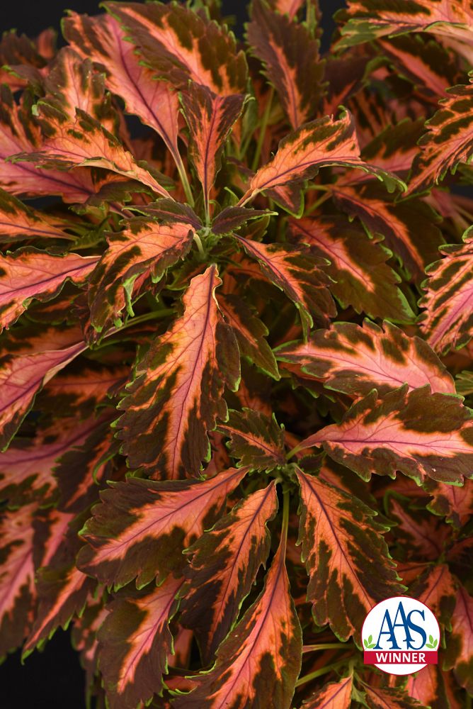 solenostemon-coleus