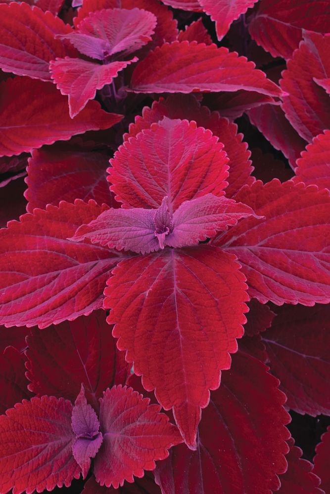 solenostemon-coleus