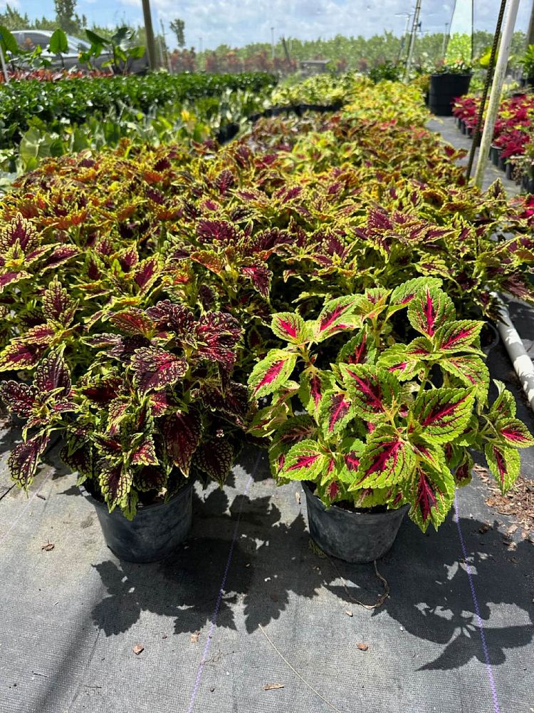 solenostemon-coleus