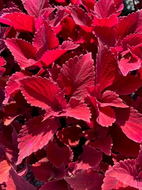 solenostemon-scutellairoides-red-painted-nettle-coleus