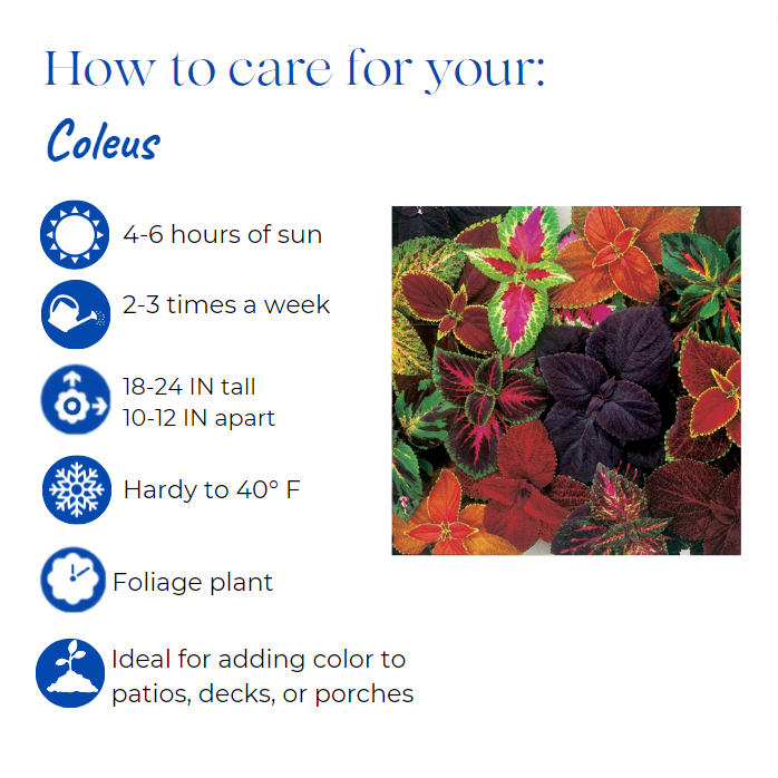 solenostemon-scutellarioides-chocolate-covered-cherry-flame-nettle-painted-nettle-coleus