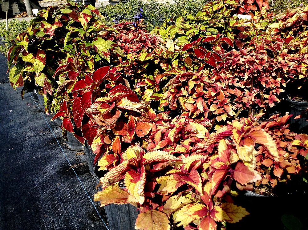 solenostemon-scutellarioides-coleus