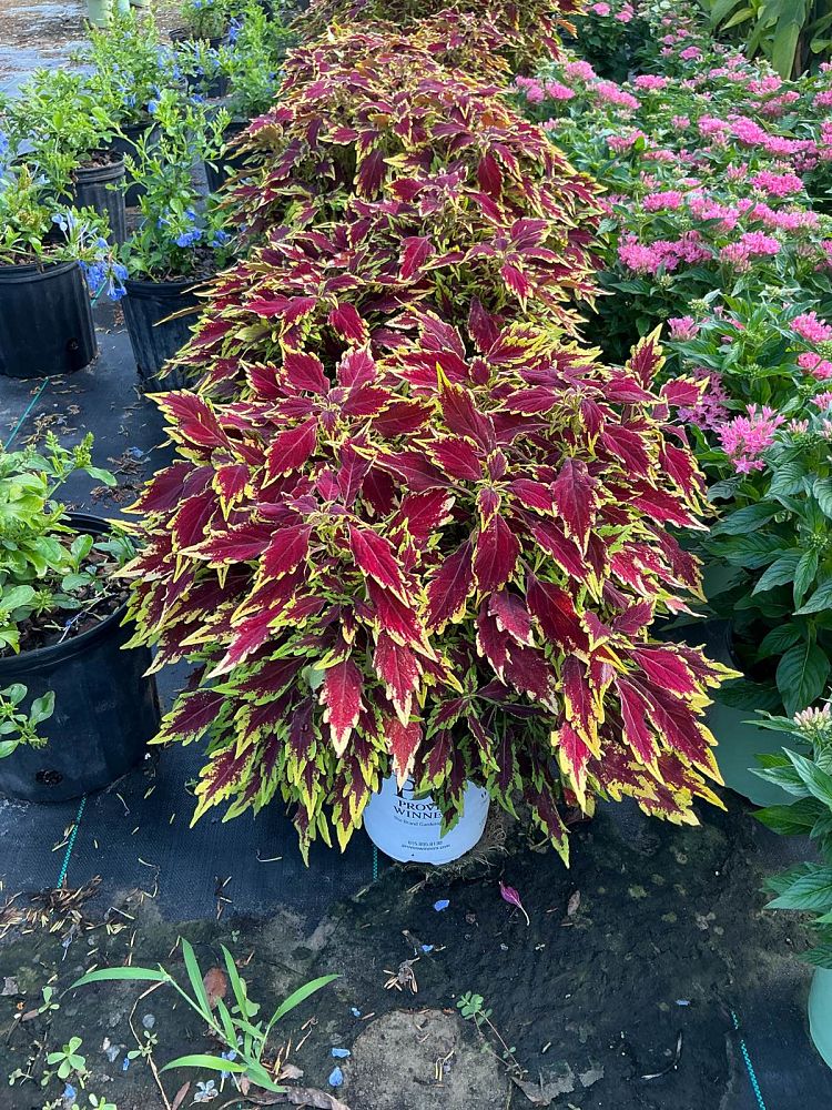 solenostemon-scutellarioides-coleus