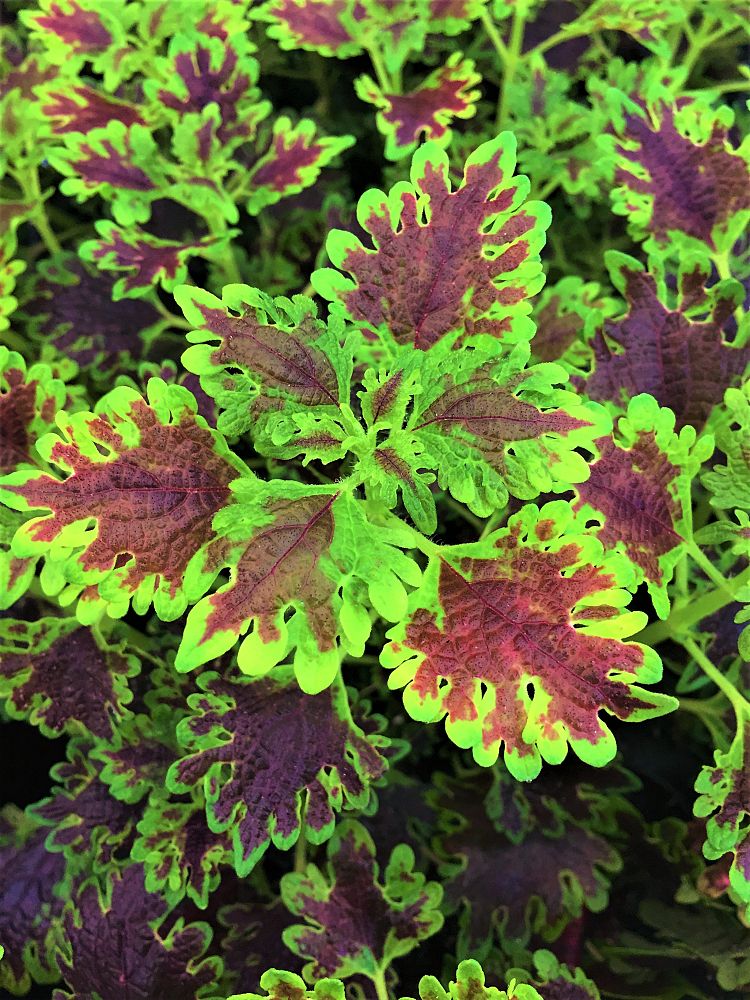 solenostemon-scutellarioides-inky-fingers-flame-nettle-painted-nettle-coleus