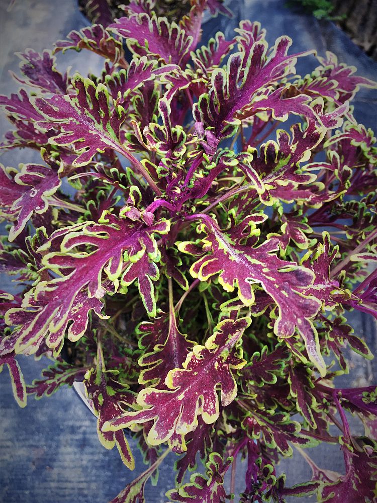 solenostemon-scutellarioides-kiwi-flame-nettle-painted-nettle-coleus