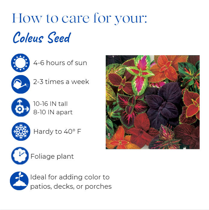 solenostemon-scutellarioides-kong-rose-flame-nettle-painted-nettle-coleus