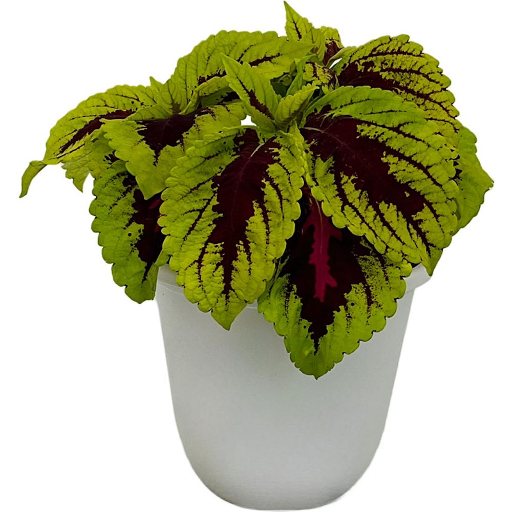 solenostemon-scutellarioides-kong-rose-flame-nettle-painted-nettle-coleus