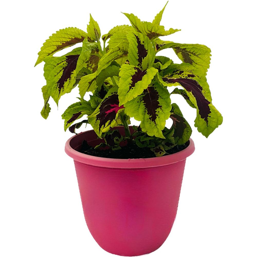solenostemon-scutellarioides-kong-rose-flame-nettle-painted-nettle-coleus