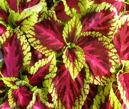 solenostemon-scutellarioides-kong-rose-flame-nettle-painted-nettle-coleus