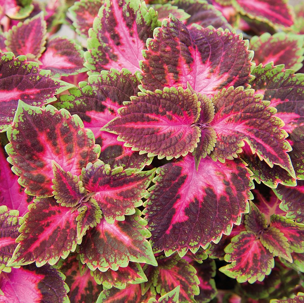 solenostemon-scutellarioides-main-street-fifth-avenue-flame-nettle-painted-nettle-coleus