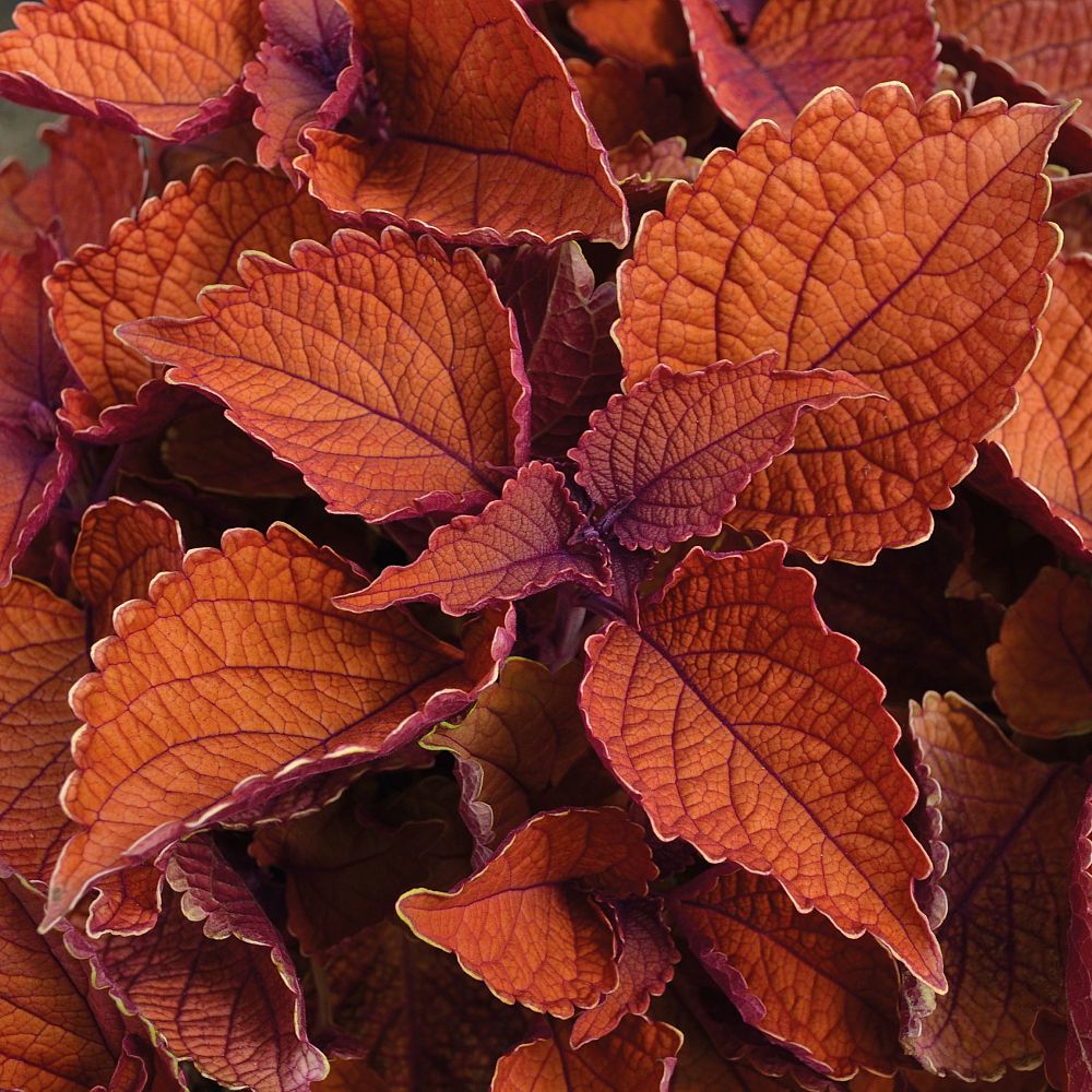 solenostemon-scutellarioides-wall-street-flame-nettle-painted-nettle-coleus