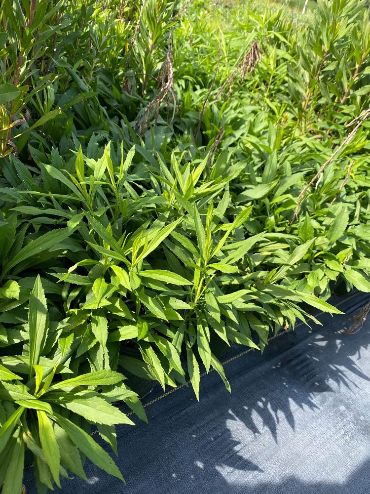 solidago-canadensis-canada-goldenrod