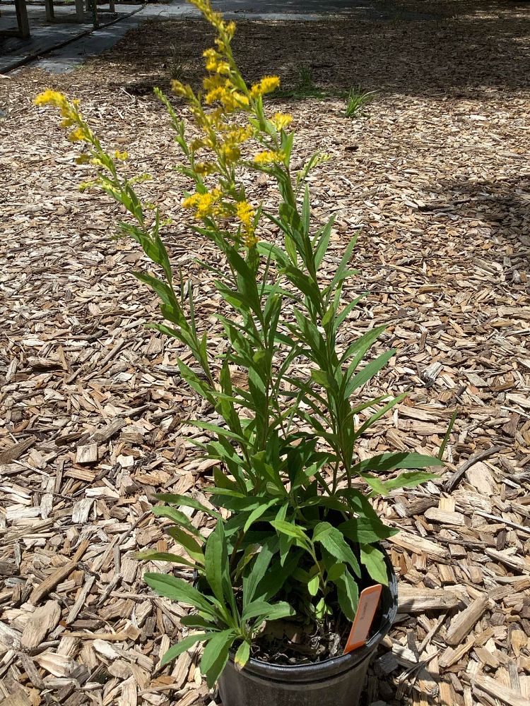 solidago-canadensis-canada-goldenrod