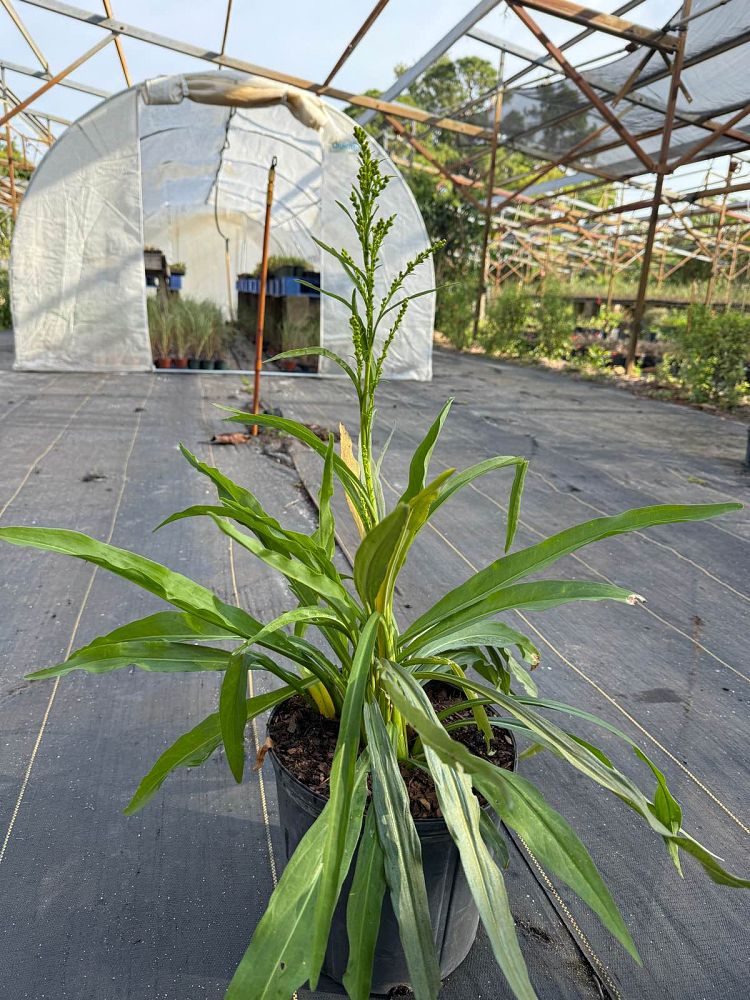 solidago-goldenrod