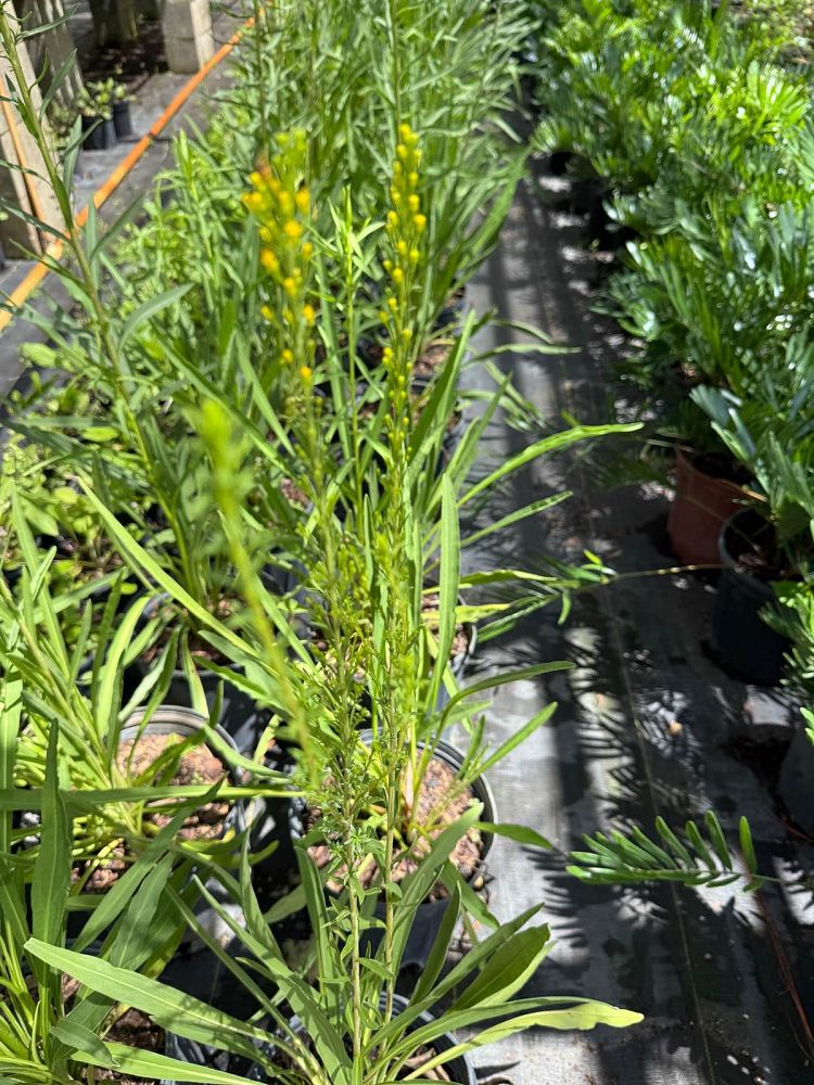 solidago-goldenrod