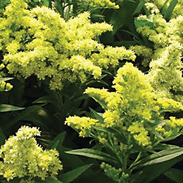 solidago-little-lemon-goldenrod-dansolitlem